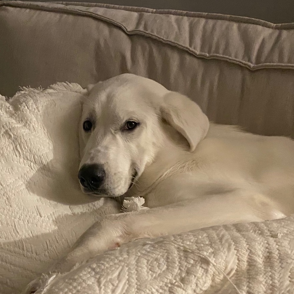 Meet your Posher, Joseph